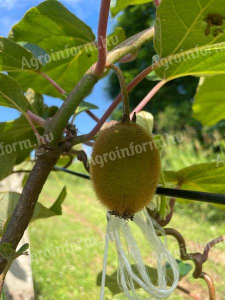 Kivi ültetvény eladó Dombóváron, Szőlőhegyen, belterületi 1 hektáros ingatlan