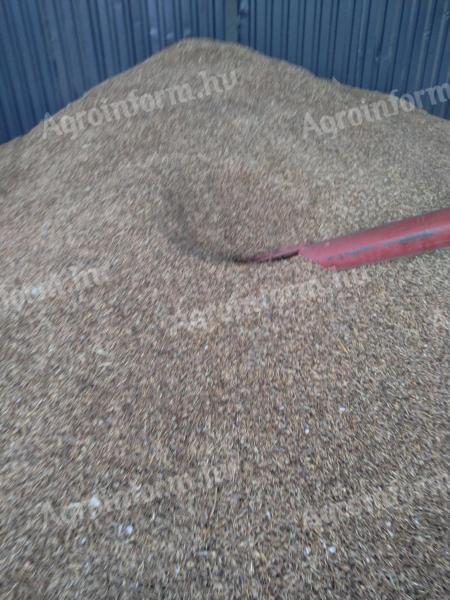 Tisztított fekete zab eladó