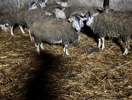 Ile de France és egyéb húshasznú juhok eladók