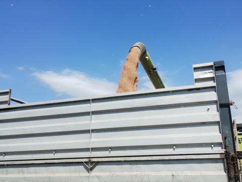 Búza eladó Hajdúnánáson Búza eladó Hajdúnánáson