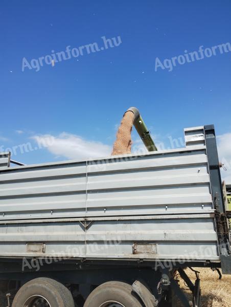 Búza eladó Hajdúnánáson