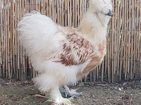 Redplye fiatal, aktív selyemkakas eladó