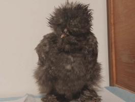 12 hetes selyemcsirkék elérhetők