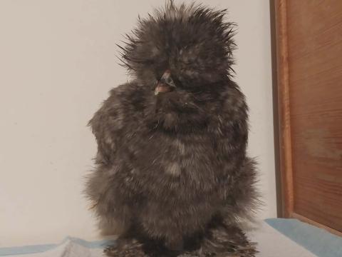 12 hetes selyemcsirkék elérhetők