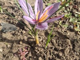 Valódi sáfrány eladó