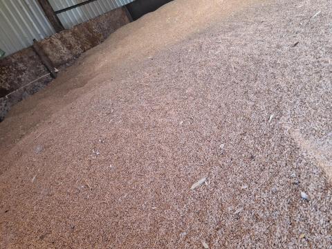 Készleten elérhető takarmánybúza