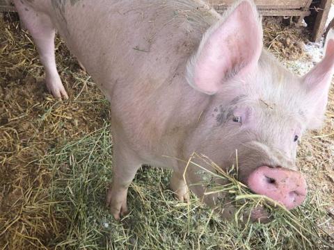 Hízó sertés Hízó sertés