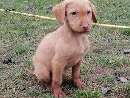 Drótszőrű magyar vizsla kölykök Baracson