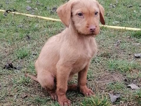 Drótszőrű magyar vizsla kölykök Baracson Drótszőrű magyar vizsla kölykök Baracson