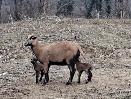Kameruni birkák eladók