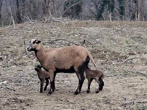 Kameruni birkák eladók