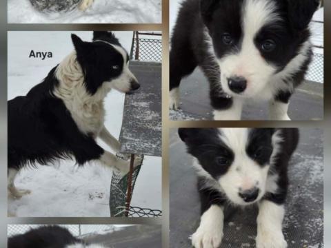 Border collie kiskutyák új helyre költöznének Border collie kiskutyák új helyre költöznének