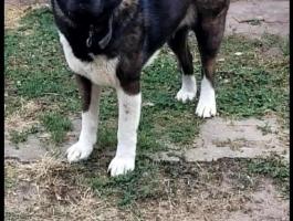 Amerikai akita gazdit keres