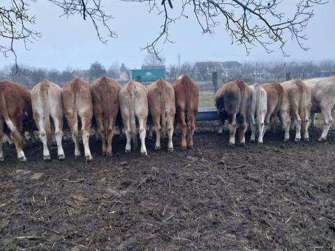 Eladó Blonde apától származó üszők