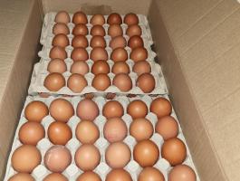 Friss termelői tojás