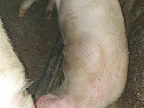 Eladó hízó és süldő Eladó hízó és süldő