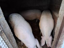 Eladó háztáji hízó