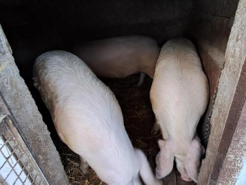 Eladó háztáji hízó Eladó háztáji hízó