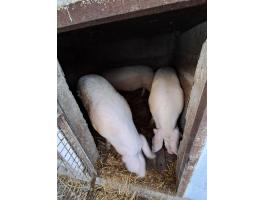 Eladó háztáji hízó