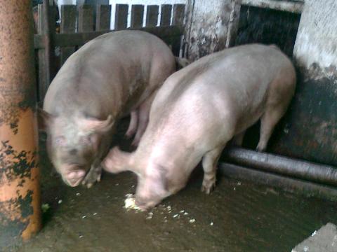 Hízó Sertés eladó Hízó Sertés eladó