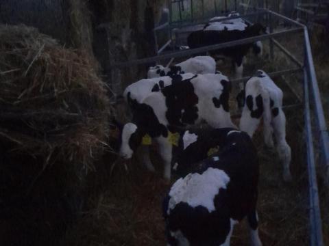 Holsten fríz bika borjak