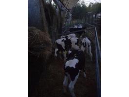 Holsten fríz bika borjak