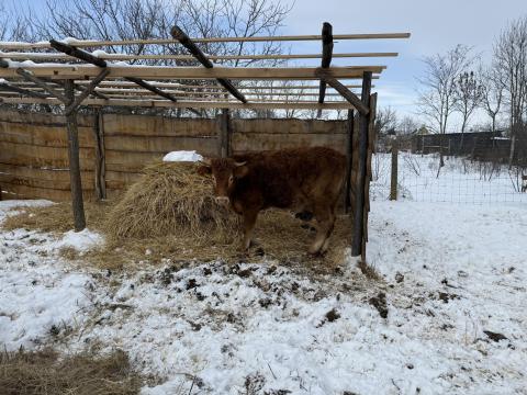 Limousin üsző cserére vagy eladásra Veszprém megyében