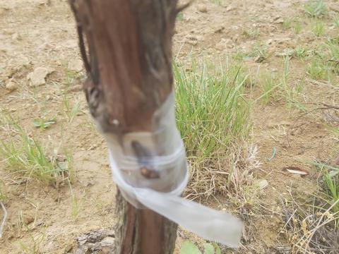 Szőlő átoltás: gyors, költséghatékony fajtaváltás Szőlő átoltás: gyors, költséghatékony fajtaváltás