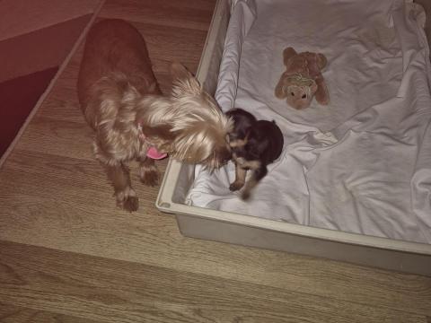 Yorkshire terrier fajtatiszta jellegű Yorkshire terrier fajtatiszta jellegű