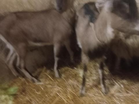 Alpesi kecskék eladók, vágni való is kapható Alpesi kecskék eladók, vágni való is kapható