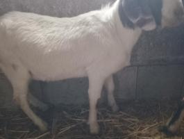 Bur bak és alpesi lány kecskék eladók
