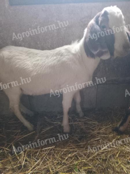 Bur bak és alpesi lány kecskék eladók