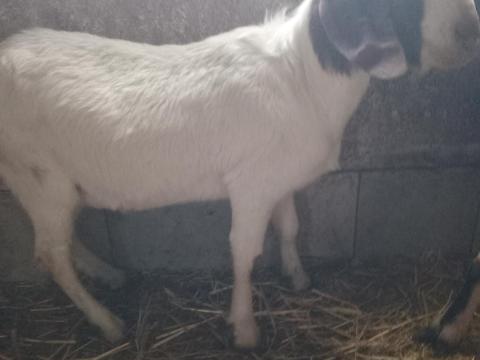 Bur bak kecske eladó Bur bak kecske eladó