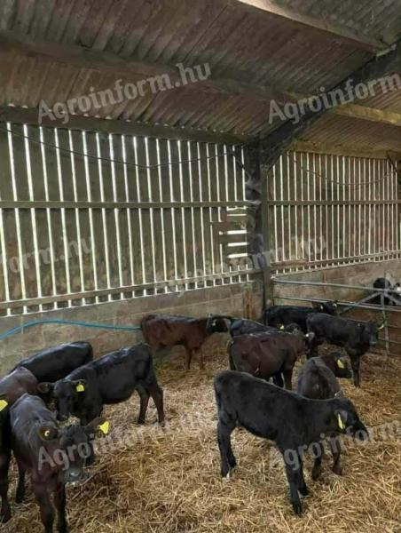 Eladó angus bikák, 6-7 hetesek, előjegyzéssel