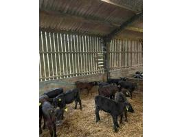 Eladó angus bikák, 6-7 hetesek, előjegyzéssel