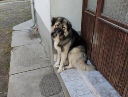 Kaukázusi juhászkutya