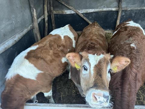 Növendék üszők és bikák eladók Növendék üszők és bikák eladók