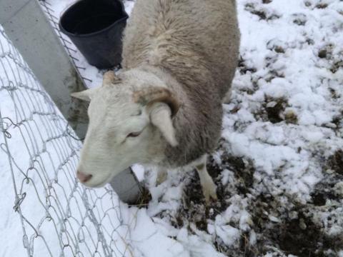 Bárány kos Merinó × Kamerun, magánszemélytől eladó
