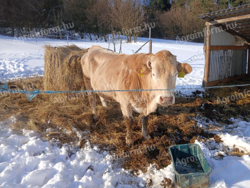 Tehenek eladók