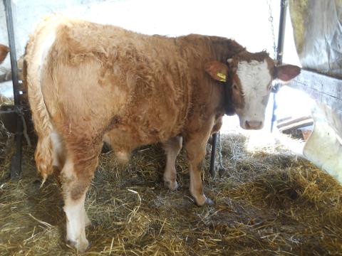 Eladó üsző és bika borjak rendezett papírokkal