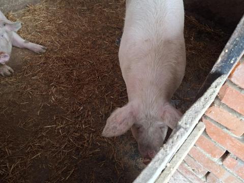 Disznó eladó - Békésszentandrás