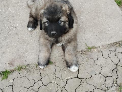 Sarplaninac jellegű kis szuka gazdit keres