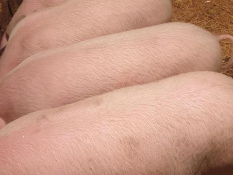 Eladó 5 db 45-50 kg súlyú turcsi süldő Eladó 5 db 45-50 kg súlyú turcsi süldő