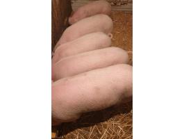 Eladó 5 db 45-50 kg súlyú turcsi süldő