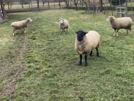 Eladó juh tenyészkos 1 éves