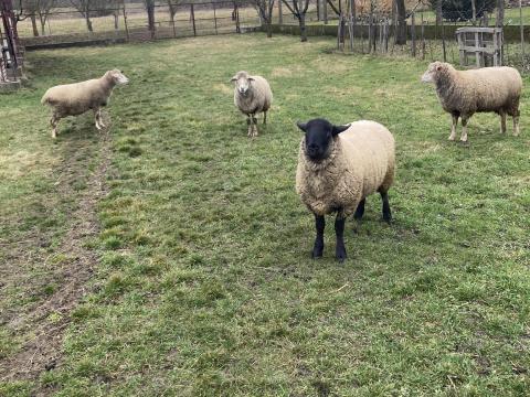 Eladó juh tenyészkos 1 éves