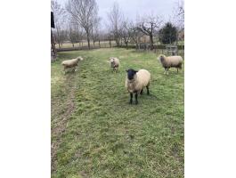 Eladó juh tenyészkos 1 éves