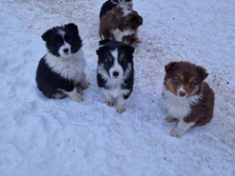 Border Collie fajtajellegű kiskutyák gazdit keresnek