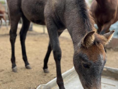 Shagya-arab félvér kanca csikó