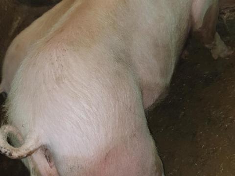 Eladó hízó és süldő Eladó hízó és süldő